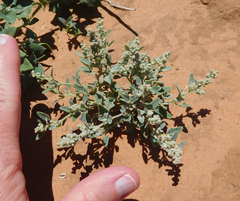 Chenopodium incanum