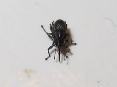 Archarius salicivorus