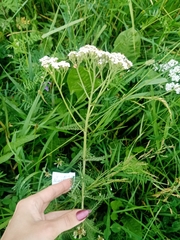 Achillea millefolium