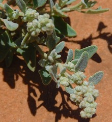Chenopodium incanum