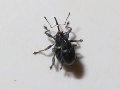 Archarius salicivorus