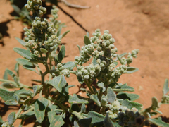 Chenopodium incanum