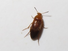 Anaspis flava