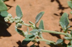 Chenopodium incanum