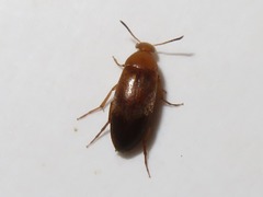 Anaspis flava