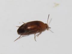 Anaspis flava