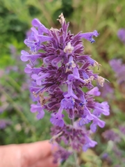 Nepeta grandiflora
