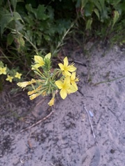 Oenothera clelandii
