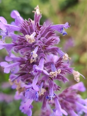 Nepeta grandiflora