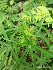 Abelmoschus esculentus