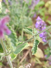 Nepeta grandiflora