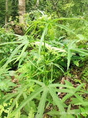 Abelmoschus esculentus