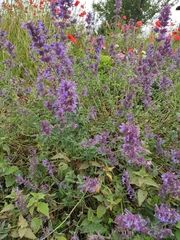 Nepeta grandiflora