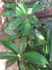 Syzygium cormiflorum