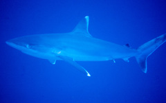 Carcharhinus albimarginatus