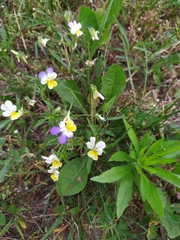 Viola × contempta