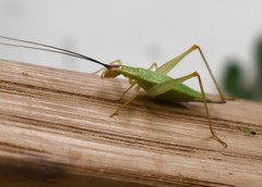 Oecanthus varicornis