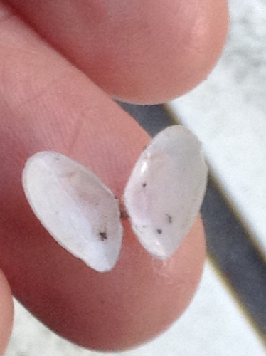 Northern Dwarf-tellin