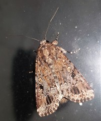 Spodoptera umbraculata