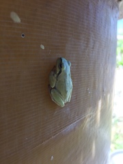 Hyla sarda