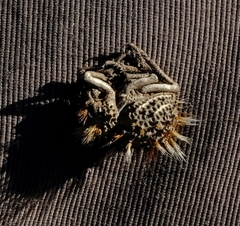 Brachycerus fascicularis