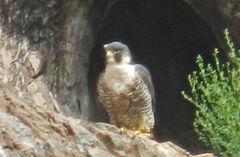 Falco peregrinus anatum