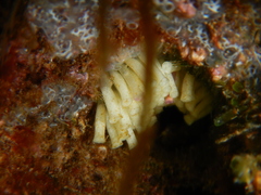 Stramonita haemastoma