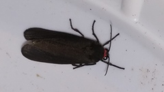 Virbia laeta