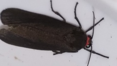 Virbia laeta