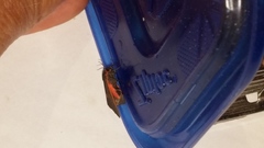 Virbia laeta