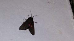 Virbia laeta
