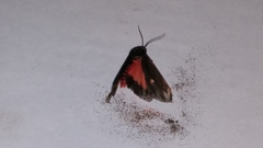 Virbia laeta
