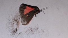 Virbia laeta
