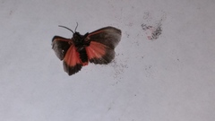 Virbia laeta