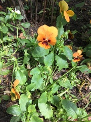 Viola × wittrockiana