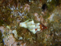 Tarantinaea lignaria