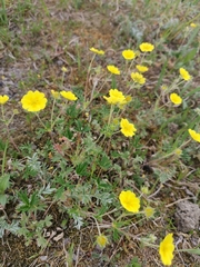 Potentilla vulcanicola