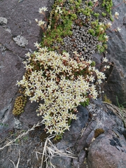 Saxifraga bronchialis funstonii