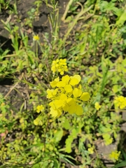 Rhamphospermum arvense