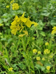 Rhamphospermum arvense