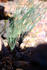 Gethyllis verticillata