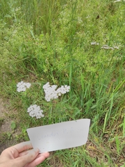 Achillea millefolium
