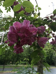 Robinia hispida