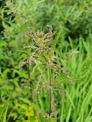 Urtica dioica