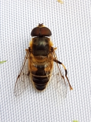 Eristalis pertinax