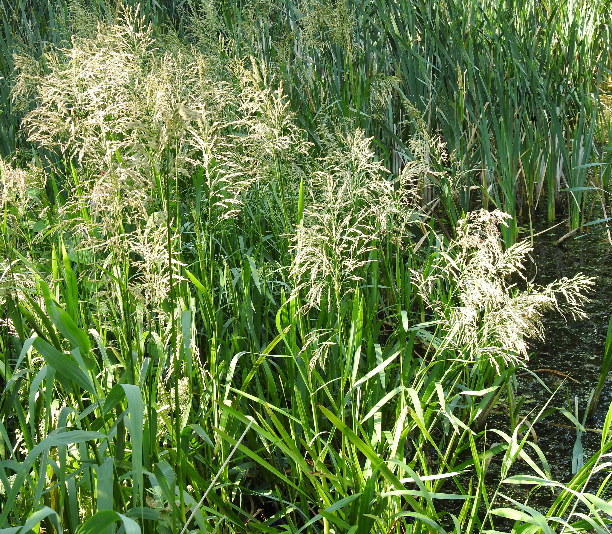 Glyceria maxima