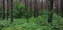 Pinus sylvestris