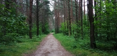 Pinus sylvestris