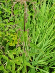 Urtica dioica