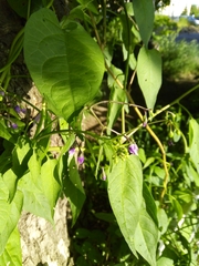 Solanum dulcamara